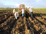 Recuperación cañera en Camagüey