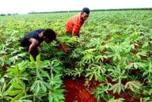 Over a million Cubans working in urban agriculture