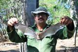 Mayor murciélago cubano pesca en Cayo Sabinal