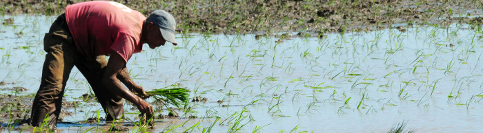 Cultivos de arroz y maíz se reducirán por cambio climático