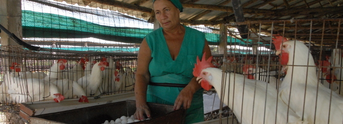 Avicultores camagüeyanos incrementan recuperación de huevos