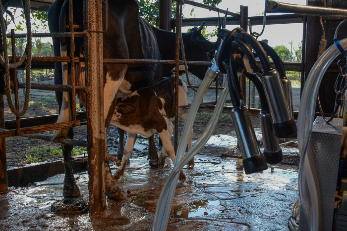 Llega al millón de litros de leche CCS Evelio Rodríguez, de Jimaguayú (+ Foto)