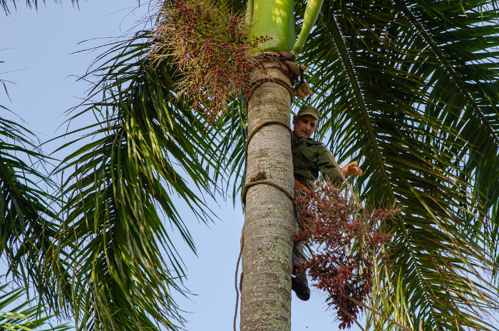 Revitaliza Camagüey movimiento de desmochadores de palmas para la producción de alimento animal