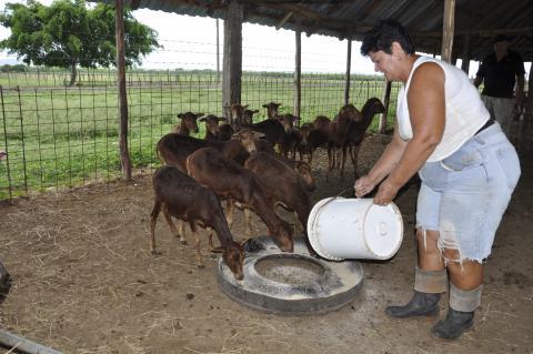 Gricelda es en extremo cuidadosa con la alimentación de la masa ovina porque como nos dijo: “Vivo enamorada de mi trabajo”.
