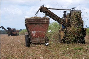 zafra_camagüey