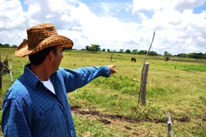 “La cercas eléctricas son un 60% más baratas que las tradicionales”, afirmó Andrés. A su izquierda se levanta un potrero del primer mundo con braquiaria y titonia, todo un banquete para el ganado.