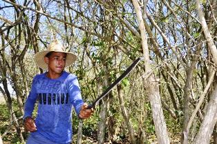 Chapea manual, el método más empleado para combatir el marabú en Camagüey.