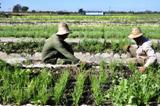 agricultura_camagüey