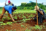 Sierra de Cubitas, fortaleza de la producción agrícola en Camagüey