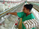 Avicultura camagüeyana se muestra fortalecida 