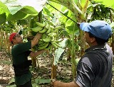 Perfeccionan la capacitación de los dirigentes agropecuarios en Camagüey
