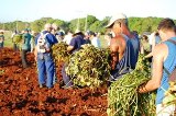 Continúan insuficientes las siembras de boniato en Camagüey