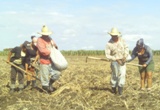 agricultura_camagüey