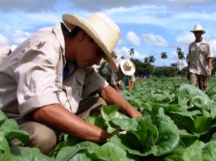 Buen resultado de sector cooperativo y campesino en Camagüey