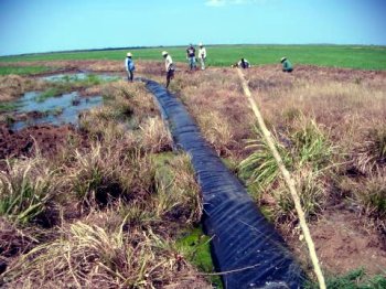 La manguera desplazada paralela al canal terciario