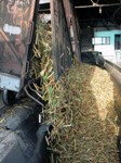 Zafra azucarera sin recuperarse en Camagüey