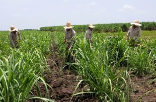 Ejército Juvenil del Trabajo en vínculo con el pueblo