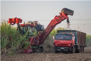 Desde el surco y los ingenios festejan su día agroazucareros de Camagüey
