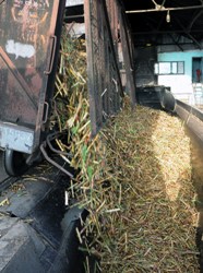 Azucareros camagüeyanos aportan alimento para ganado