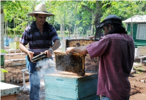 apicultores _camagüey