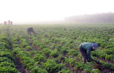 agricultura_camagüey