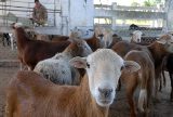 Trazan estrategias campesinos en Minas para aumentar los rebaños ovino-caprinos
