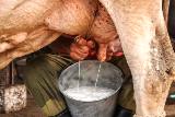 Crece acopio de leche en Camagüey