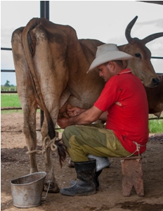ganadería_camagüey