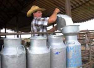 Ganaderos con insuficiente entrega de leche a la industria