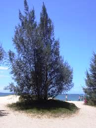 Casuarinas contra el desierto salino 