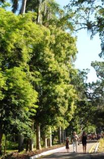 Incrementan reforestación en Florida