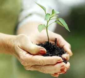 reforestación_cuba