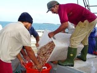 Camaronicultores del sur van bien en la captura