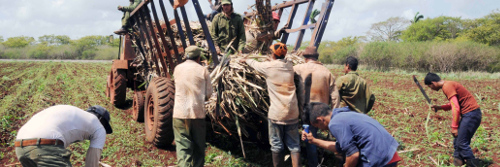 Preparación de tierra decide siembra de caña en Camagüey 