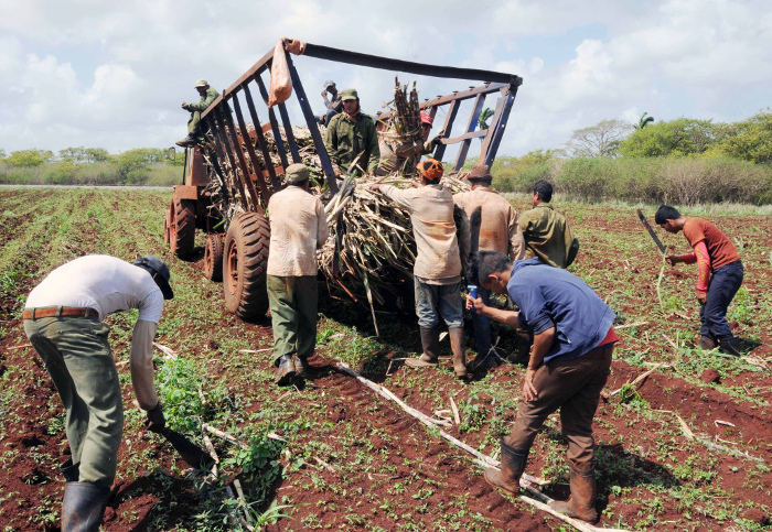 Foto:Orlando Durán Hernández Preparación de tierra decide siembra de caña en Camagüey