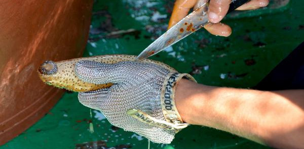 Cumplió Camagüey exportación de pepino de mar