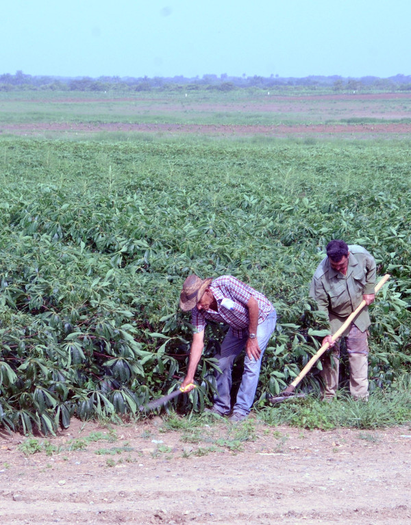 Los habitantes de Guáimaro tendrán yuca desde diciembre
