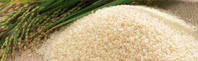 Nueva variedad de arroz biofortificado será cosechado en Camagüey