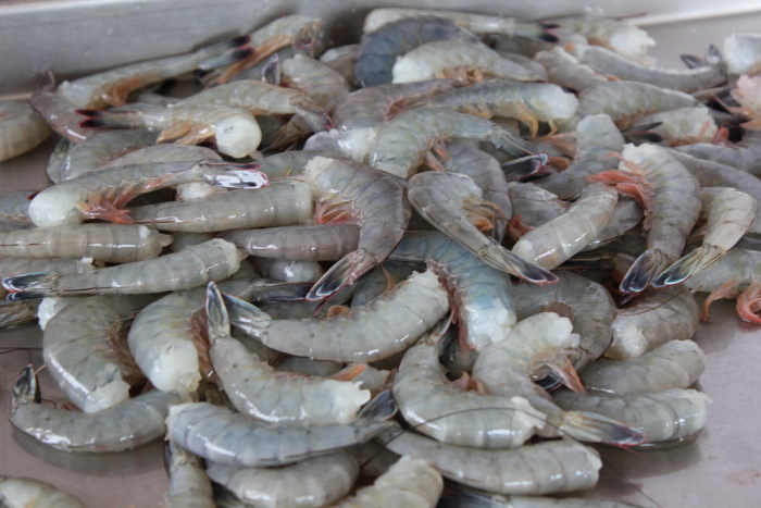 Camaronicultores santacruceños por la eficiencia 
