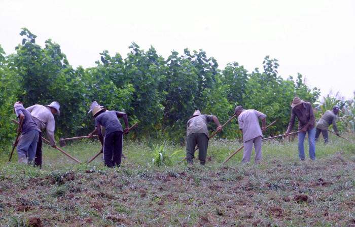 Trabajadores limpiaban plantaciones agrícolas