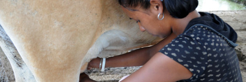 A buen ritmo crece la producción de leche en Camagüey