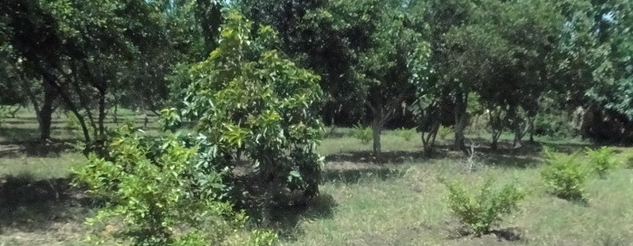 Agricultura para la vida