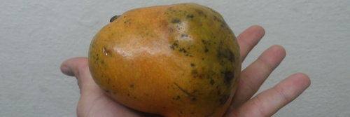 Nueva "raza" de fruta: Chirimango