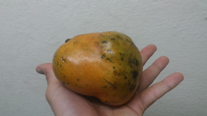 Nueva "raza" de fruta: Chirimango