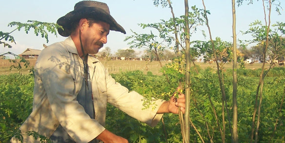 Agricultores camagüeyanos impulsan siembra intensiva de plantas proteicas 