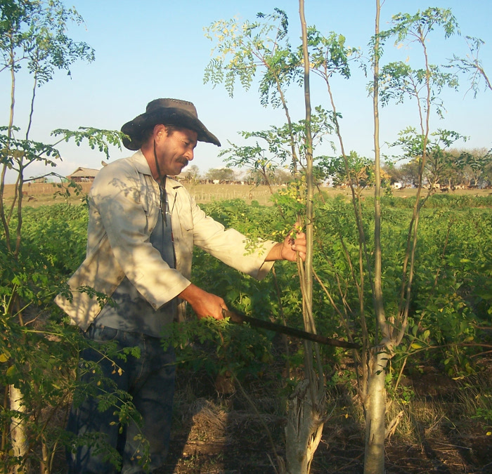 Agricultores camagüeyanos impulsan siembra intensiva de plantas proteicas 