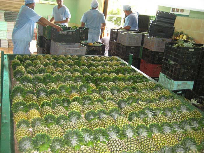 The Ceballos Agro-industrial Enterprise exports top quality pineapples to Europe. Photo: Ortelio González Martínez