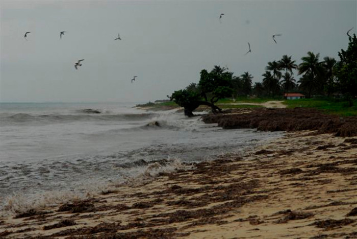 Apuntes sobre la costa norte de Camagüey