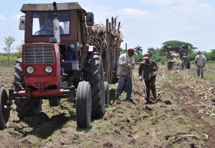 Por una zafra superior agroazucareros de Camagüey