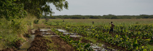 Mellizos camagüeyanos cultivan área de desarrollo agrícola